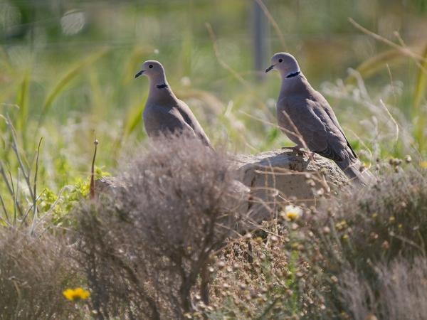 <h3><a href="/trips/kreta/biota/animalia/chordata/aves/026 columbiformes/001 columbidae/streptopelia decaocto/streptopelia decaocto-nl.html">Streptopelia&nbsp;decaocto</a> / Eurasian&nbsp;collared&nbsp;dove / Turkse&nbsp;tortel</h3>OM-1 met OLYMPUS M.150-400mm F4.5, 1/1000 sec  bij F4.5, ISO 200, afstand 29.1&nbsp;m